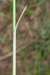 Jointed flatsedge